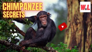 The Chimpanzee 10 MindBlowing Facts That Youll Love [upl. by Azal]