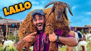 ALHAMDULILLAH QURBANI KE LIE 25 HAZAR KA EK OR DUMBA LE LIA 😍  Mandi Vlog Bakra Eid 🥰 [upl. by Kcyred]