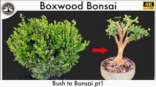 Boxwood Bonsai  Bush to Bonsai 11 [upl. by Arannahs]