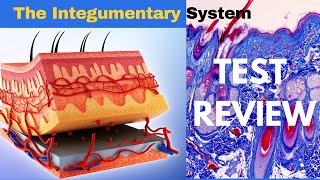 Integumentary System Epidermis Dermis and Subcutaneous Layer Quick anatomy and some functionality [upl. by Hairahs]