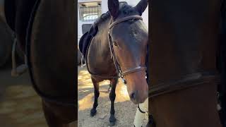 Teddy made Sienna very proud at their horse show today ponies horseshow cutepony horsegirl [upl. by Coyle]