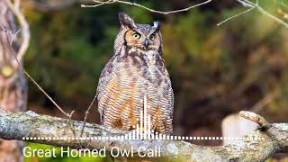 Animal sounds Great Horned Owl Call [upl. by Saidel610]