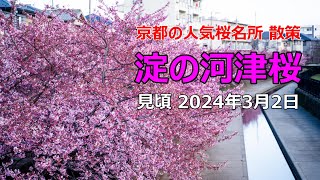 桜の見頃になった 淀の河津桜 散策  京都の桜名所 [upl. by Caundra686]