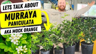 Lets talk about Murraya paniculata mock orange Orange jessamine Fast growing hedging plant [upl. by Ydissak]