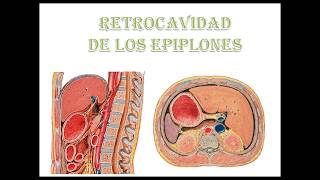 retrocavidad de los epiplones [upl. by Henri]