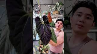 Showing off our anthurium papillilaminum x luxurians plants [upl. by Yks]