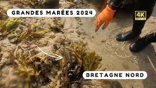 On trouve plein de homards pendant les grandes marées  Pêche à pied Bretagne nord [upl. by Akcirre]