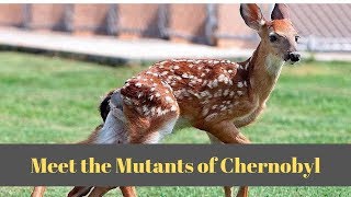 Animals of Chernobyl Meet the Mutants [upl. by Hcurab743]