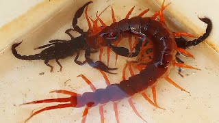 One Giant Centipede Vs Two Tiny Black Scorpions Fighting  Which One Is the Winner centipede inse [upl. by Yatnod]