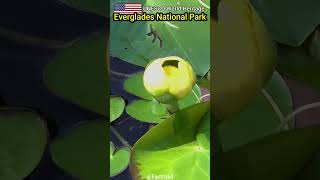 Landmark Facts  Everglades National Park facts shorts [upl. by Oramlub]