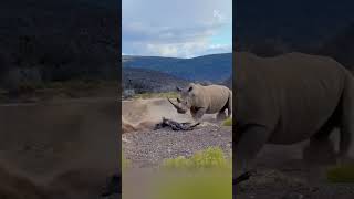 Unfazed Giant How a Rhino Escaped the Lions’ Attack [upl. by Errehs491]