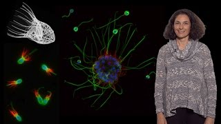 Nicole King UC Berkeley HHMI 1 The origin of animal multicellularity [upl. by Akcirderf994]