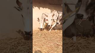 Dhan misae video cg dhan cgvideo manoj shortvideo [upl. by Nurat739]