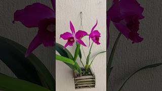 Cattleya ou Laelia Purpurata Sanguínea 🥰 floracãolinda cattleyapurpurata cultivodeorquideas [upl. by Benetta]