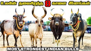 பலமிக்க ஜல்லிக்கட்டு காளை இனங்கள் மற்றும் நாட்டு மாடுகள்  Strongest Native Bull Breeds [upl. by Lucrece]