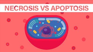 What is Necrosis vs What is Apoptosis [upl. by Markiv]