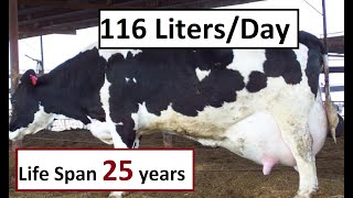 Top 10 Highest Milk Producing Cattle Breeds In The World  Most Efficient Cattle Breeds [upl. by Novanod]