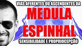 Medula Espinal Vias Aferentes ou ascendentes sensibilidade  Sistema Nervoso  VideoAula 092 [upl. by Reivad21]