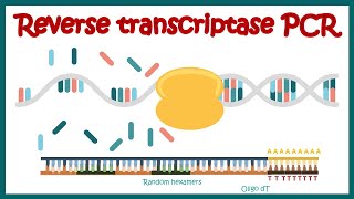 Reverse Transcriptase PCR RT PCR  What are the applications of RT PCR   RT PCR protocol [upl. by Schlicher725]