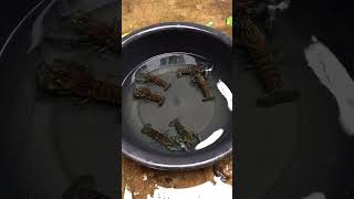 Crawfish yummy 🦞 fypシ゚viral fishing crayfish business pleasesubscribemychannel crayfishfarm [upl. by Thaxter]