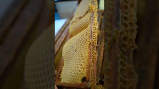 Preventing Wonky Comb amp Why Flow Hive doesn’t provide foundation Pt 1 flowhive beekeeping bees [upl. by Cyprian]