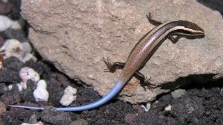 New Lizard Species Discovered in Caribbean [upl. by Haropizt805]