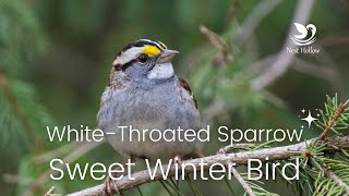 WhiteThroated Sparrows Song and Facts About This Winter Bird [upl. by Eilyac]