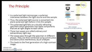 Polarized light microscopy [upl. by Kathy653]