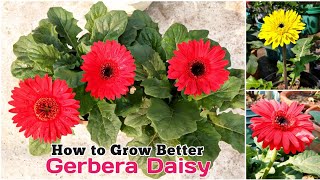 5 Things You Must Know To Grow Gerbera  How To Grow amp Care Gerbera Plant  Care of Gerbera plant [upl. by Eelyma]