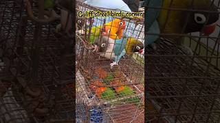 Galiff Street pet market galiffstreetmarket galiffstreet birds kolkata trending shortsfeed [upl. by Odraleba723]