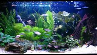 Amazing Aquarium HD Screensaver [upl. by Aihtekal]