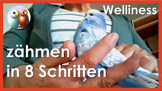 Wie habe ich die Wellensittiche zahm bekommen Anleitung in 8 Schritten Frage aus Kommentar 862 [upl. by Henn]