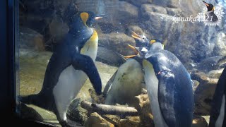 海響館 キングペンギンVSジェンツーペンギン飼育員さんにはかなわないPenguin Fight [upl. by Britni]