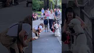 Poodle reacts to Street Performer [upl. by Ennovad]