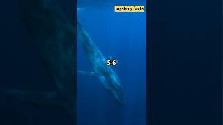 quotTop 3 JawDropping Facts About the Blue Whale  Largest Animal on Earthquotshorts [upl. by Letsirc]