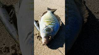 October Surf Fishing for Barred Surf Perch in SoCal 🎣 [upl. by Rolland]