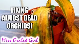 10 ways to almost destroy Orchids amp how to fix them [upl. by Ahtennek373]