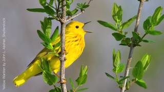 Yellow Warbler Song [upl. by Laurita365]