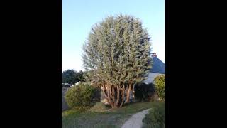 Taille dentretien dun Cyprès de lArizona en forme quotjardinéequot [upl. by Nanreh]