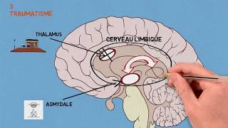 3 Les traumas Traumatisme et conséquences sur le cerveau [upl. by Airdnua85]