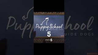 Puppy School for guide dogs 📺 [upl. by Villiers]