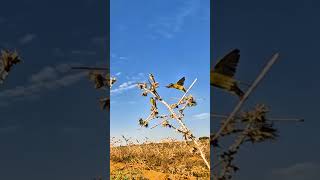 صيد الطيور chasse birds chardonneret nature oiseaux الحسون birds trap by glue [upl. by Esined751]