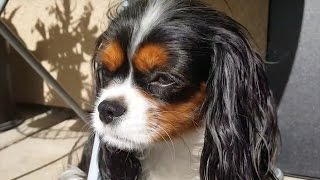 Ruby and Tricolor Cavalier King Charles Spaniel dogs [upl. by Larrie]