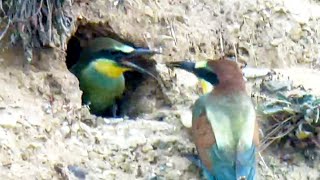 First Beeeater Chick FLEDGES The Nest  Norfolk Bee Eaters [upl. by Matthews116]