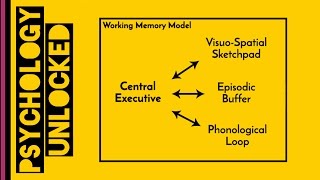 Working Memory  Baddeley amp Hitch 1974  Memory  Cognitive Psychology [upl. by Anile]