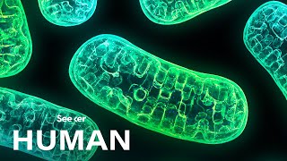 Mitochondria Arent Just the Powerhouse of the Cell [upl. by Ert]