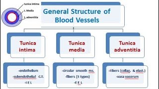 4 vascular system histology of arteries and veins 2021 [upl. by Ellswerth516]