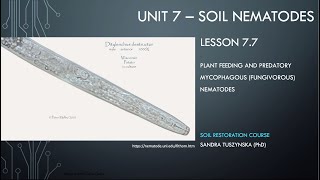 Lesson 77  Fungivorous nematodes as plant parasites and predators [upl. by Seeto]