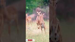 Deer 🦌🦌🦌animals slowmotions nature krugerpark shorts [upl. by Asirrak]