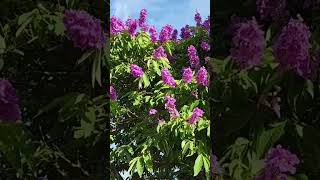 Lagerstroemia Indica flowers [upl. by Fridlund720]